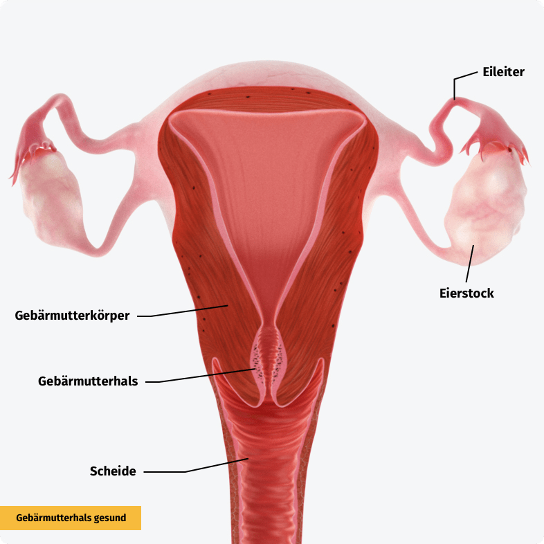 Normaler Gebärmutterhals mit unveränderter Schleimhaut.