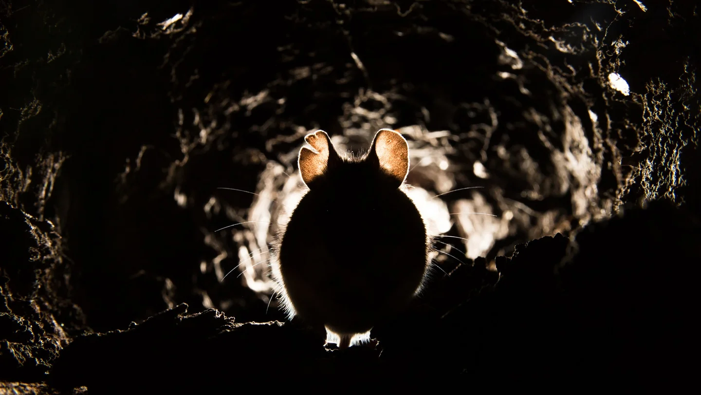 Ratte in einem Erdtunnel