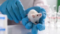 Eine wei&szlig;e Maus sitzt auf der Hand einer Person. Die Person tr&auml;gt blaue Handschuhe.