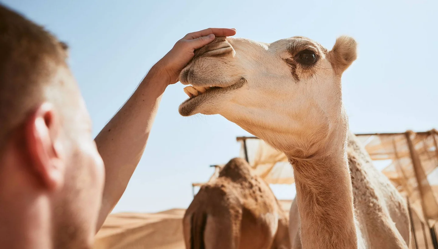 Ein Mann streichelt einem Dromedar über den Kopf.