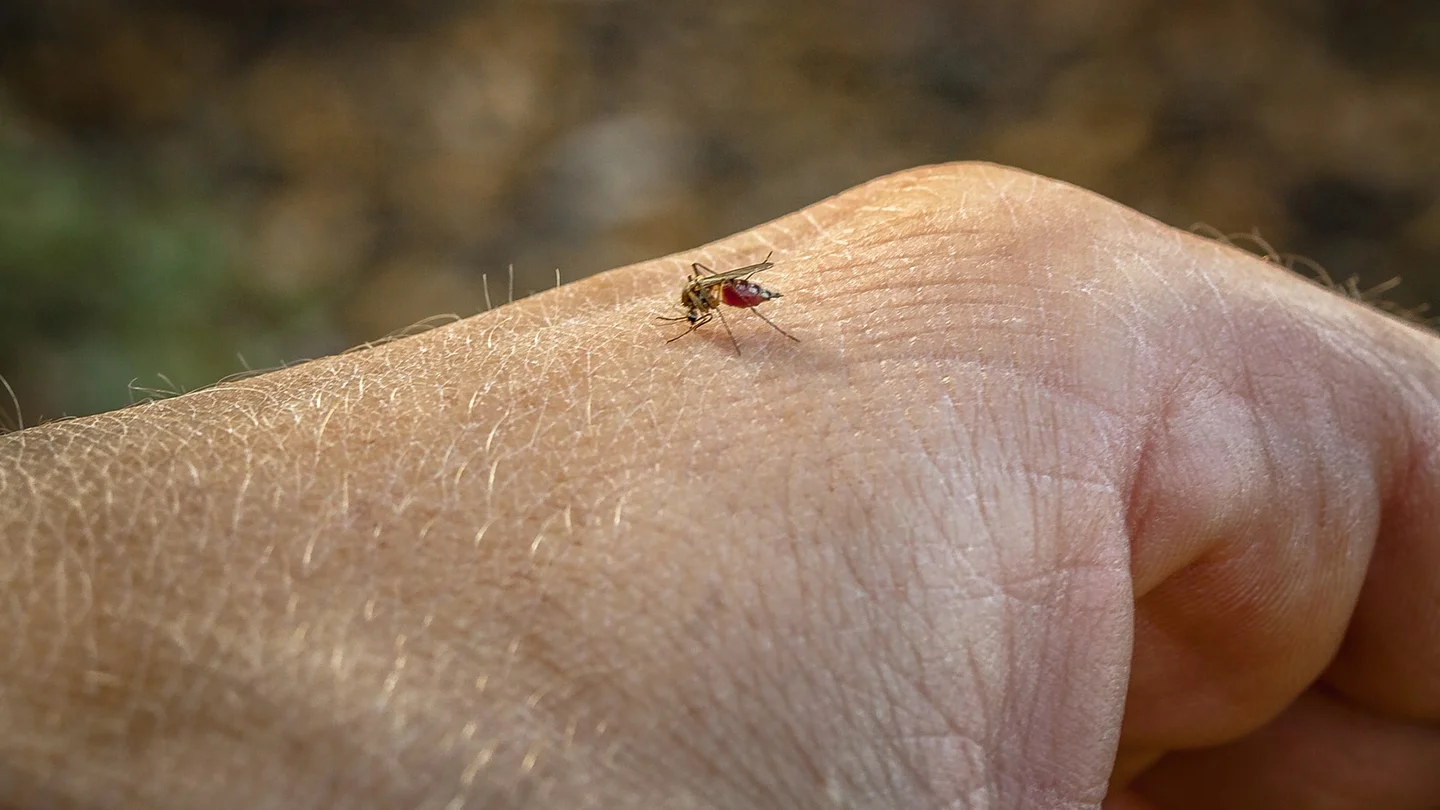 Eine Stechm&uuml;cke sitzt auf der Hand eines Menschen.