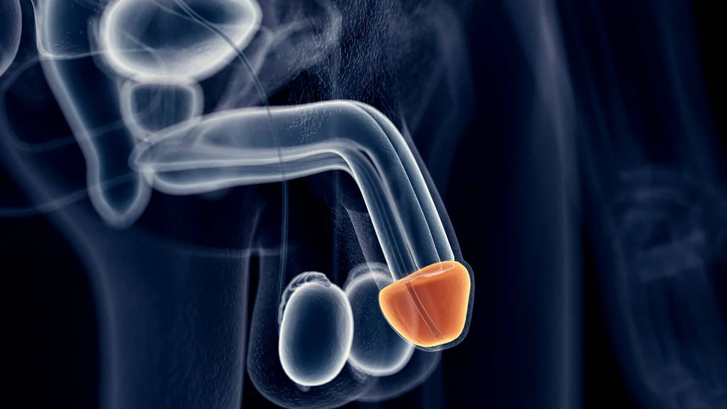 Anatomische Illustration des Penis und der Hoden. Die Eichel ist orange-rot markiert.